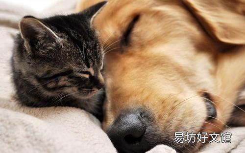 猫和狗为什么是天敌(猫和狗为什么是天敌民间传说)