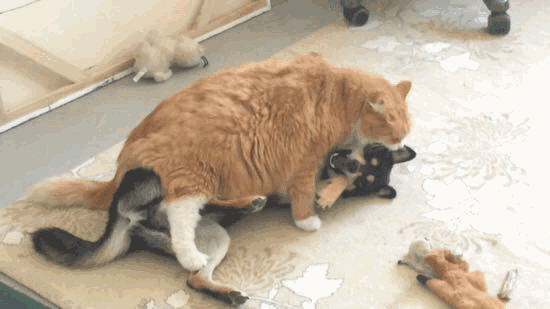 猫和狗为什么是天敌(猫和狗为什么是天敌民间传说)