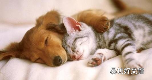 猫和狗为什么是天敌(猫和狗为什么是天敌民间传说)
