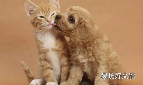 猫和狗为什么是天敌(猫和狗为什么是天敌民间传说)