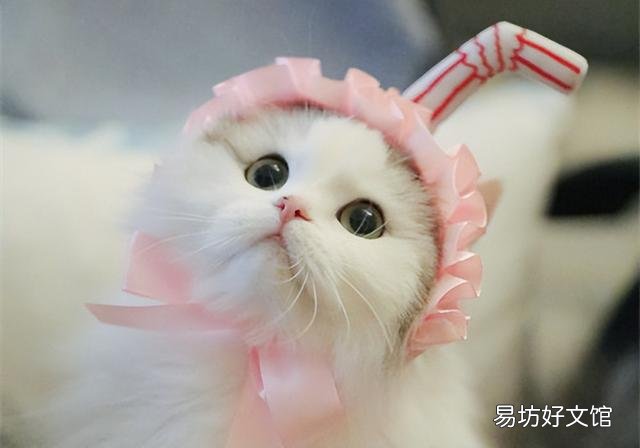猫咪眼睛发炎会自愈吗(猫咪眼睛发炎可以自愈吗)