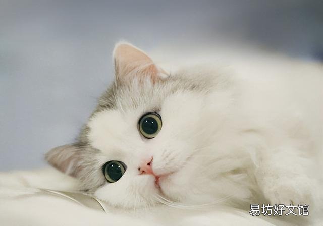 猫咪眼睛发炎会自愈吗(猫咪眼睛发炎可以自愈吗)