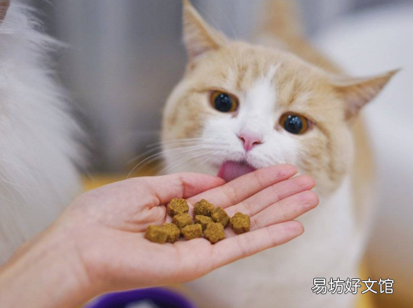 猫咪可以吃红薯吗(猫咪可以吃红薯吗熟的)