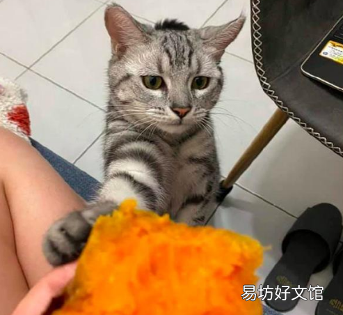 猫咪可以吃红薯吗(猫咪可以吃红薯吗熟的)