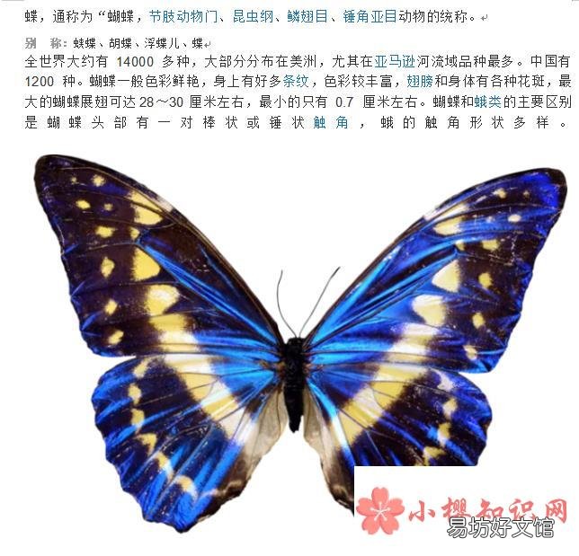 蝴蝶昆虫备忘录怎么写