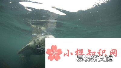 为什么说海豹是优秀潜水员?