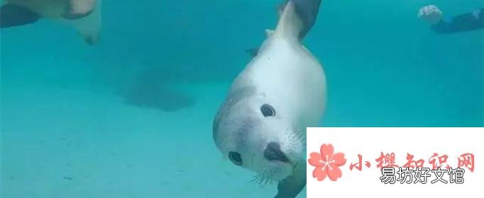 为什么说海豹是优秀潜水员?