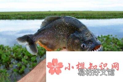 为什么红比拉鱼被称为“危险动物”?