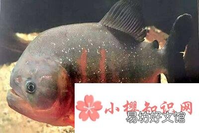 为什么红比拉鱼被称为“危险动物”?