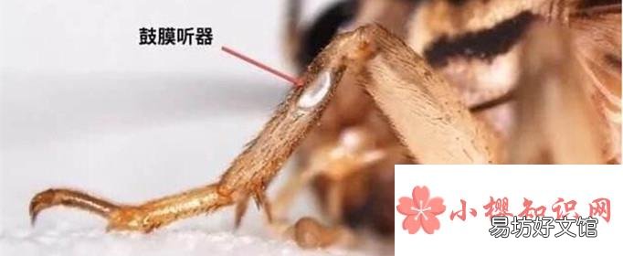 蟋蟀的耳朵为什么长在脚上?