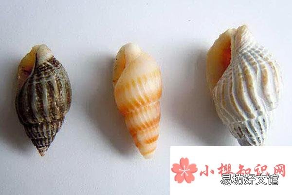 为什么螺是建筑奇才?