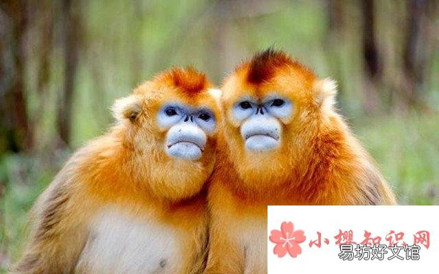 金丝猴一年要搬两次家的原因