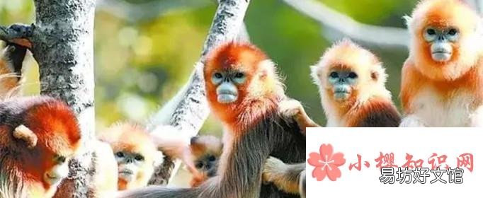 金丝猴一年要搬两次家的原因