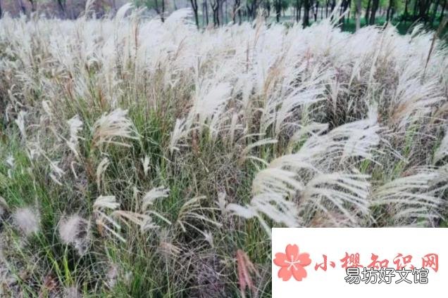2020上海开放的公园和景区全名单来了!