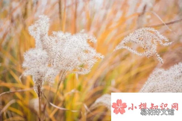 2020上海开放的公园和景区全名单来了!