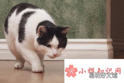 猫为什么要吃老鼠?