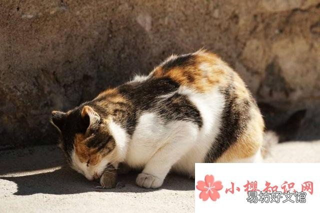 猫为什么要吃老鼠?