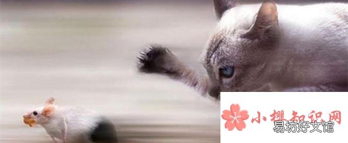 猫为什么要吃老鼠?