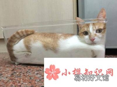 为什么猫咪能像液体一样缩在小盒子里?