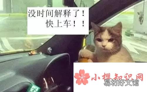 网络语开车是什么意思