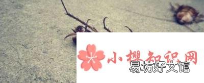 蟑螂会靠近熟睡的人吗?