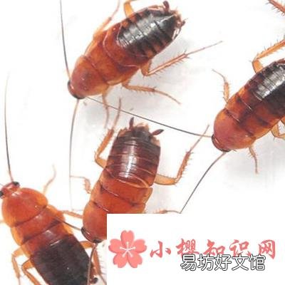 蟑螂会靠近熟睡的人吗?