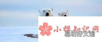 北极熊和百米赛跑运动员比赛,谁更快?