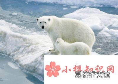 北极熊和百米赛跑运动员比赛,谁更快?