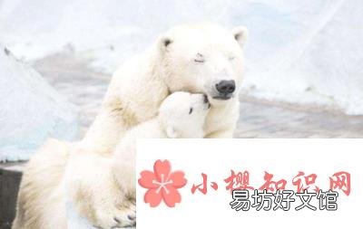 北极熊和百米赛跑运动员比赛,谁更快?