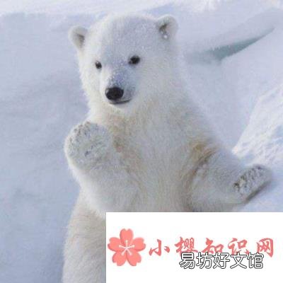 北极熊和百米赛跑运动员比赛,谁更快?