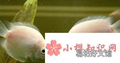 接吻可以减肥的原理是什么?