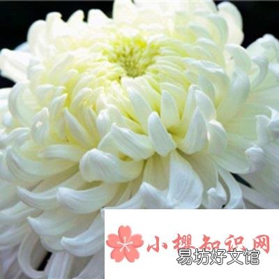 白菊花代表什么意思?