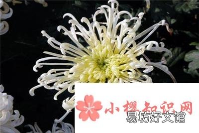 白菊花代表什么意思?