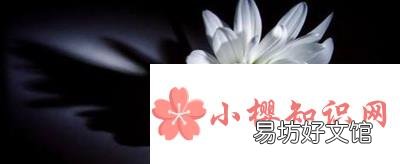 白菊花代表什么意思?