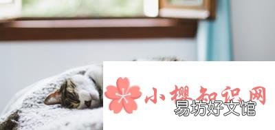 猫咪睡觉为什么卷成一团?