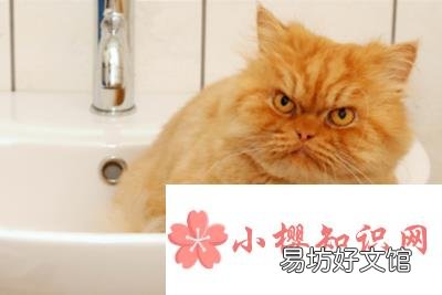 猫咪睡觉为什么卷成一团?