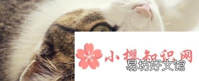 猫咪睡觉为什么卷成一团?