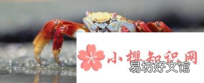 刚死的螃蟹能吃吗?