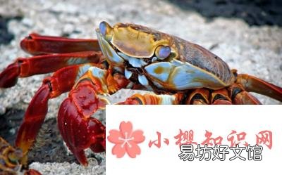 刚死的螃蟹能吃吗?