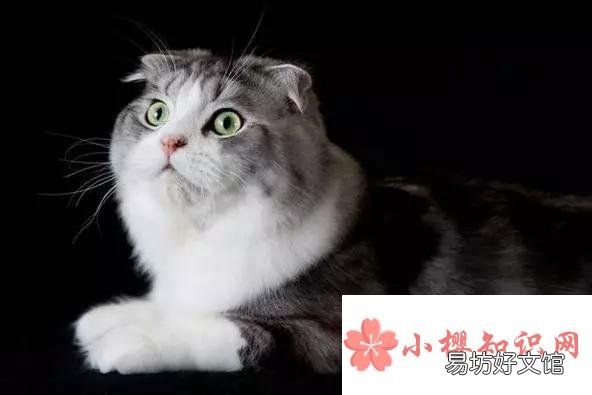 折耳猫为什么不能随便养?