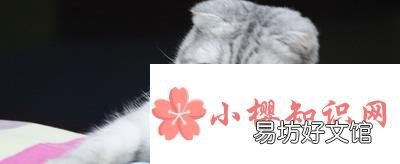 折耳猫为什么不能随便养?