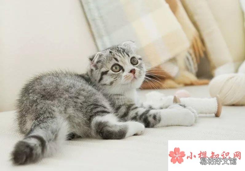 折耳猫为什么不能随便养?