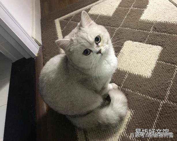 蓝猫名字大全可爱(蓝猫名字大全洋气的)