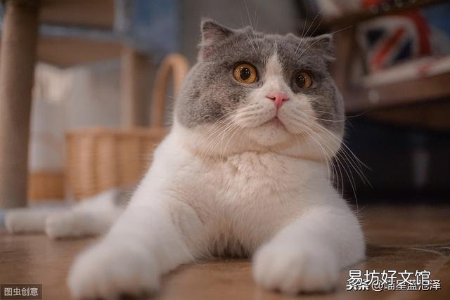 蓝猫名字大全可爱(蓝猫名字大全洋气的)