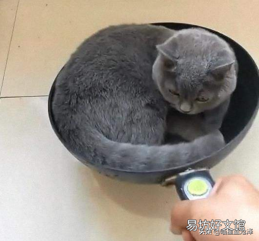 蓝猫名字大全可爱(蓝猫名字大全洋气的)