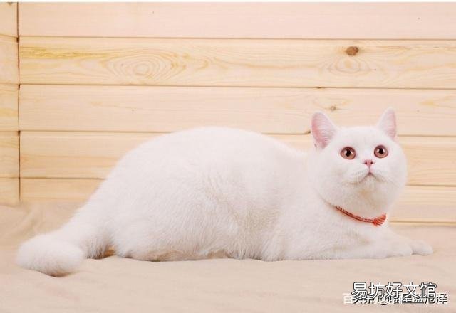 蓝猫名字大全可爱(蓝猫名字大全洋气的)