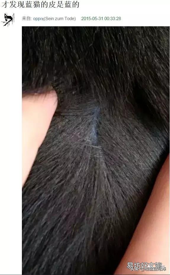 蓝猫名字大全可爱(蓝猫名字大全洋气的)