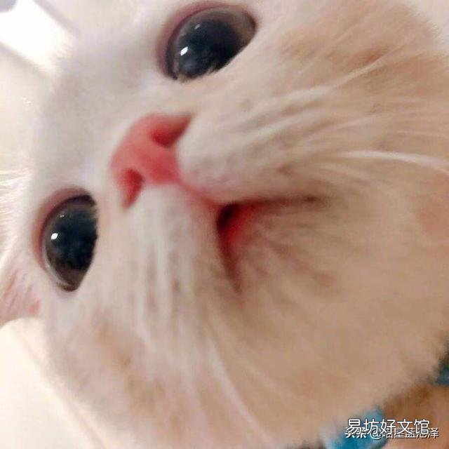 蓝猫名字大全可爱(蓝猫名字大全洋气的)