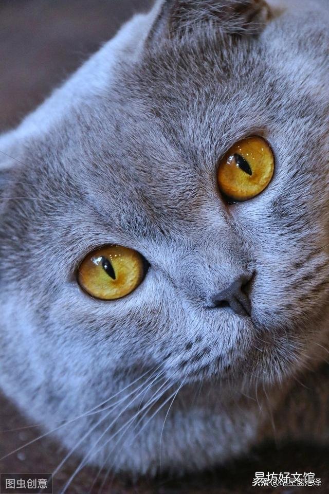 蓝猫名字大全可爱(蓝猫名字大全洋气的)
