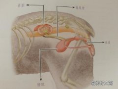 猫肾衰竭能治愈吗(猫肾衰竭怎么治疗)